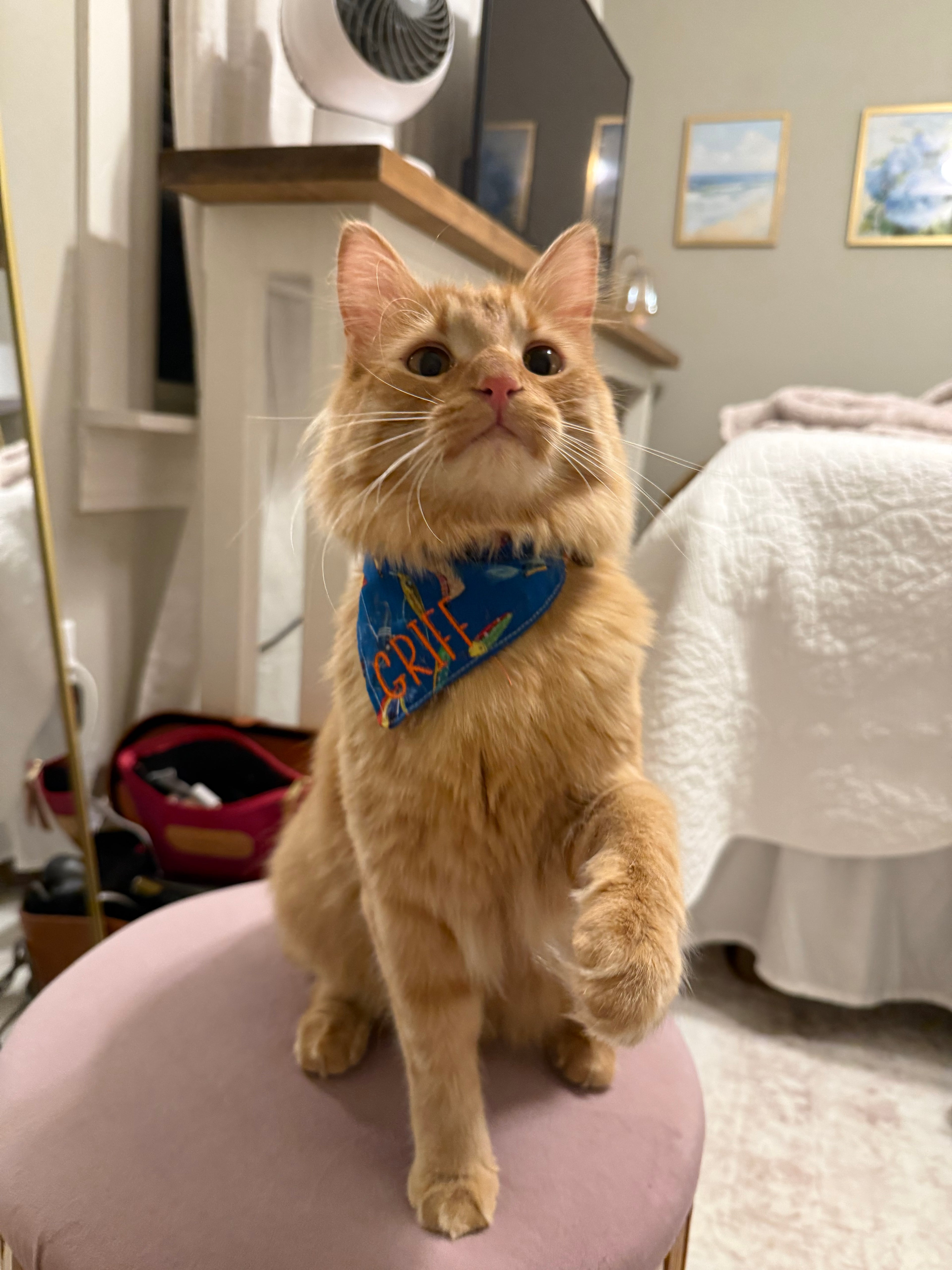 Fishing Buddy Pet Bandana