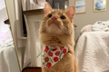 Fresh Off the Vine Pet Bandana