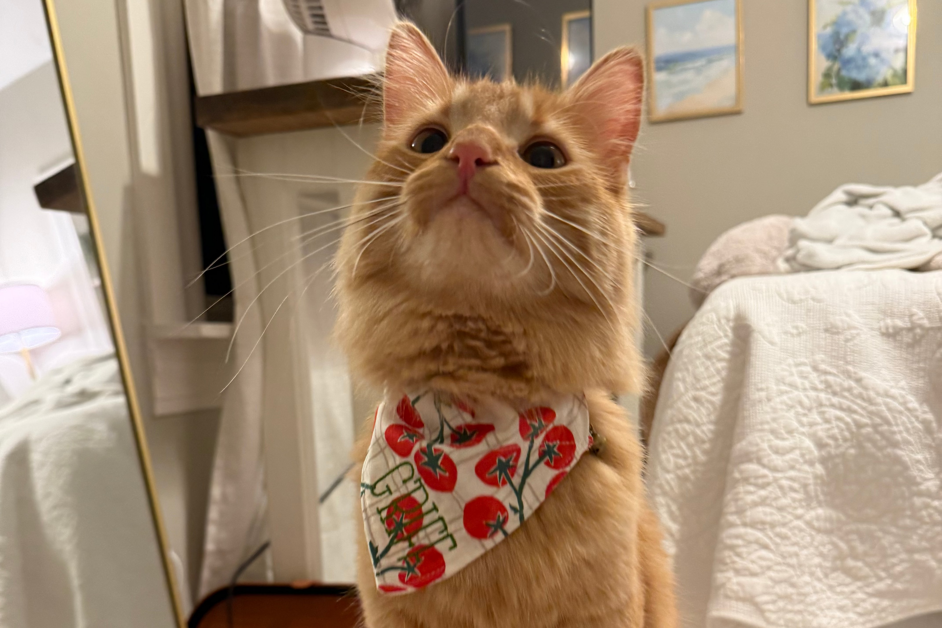 Fresh Off the Vine Pet Bandana